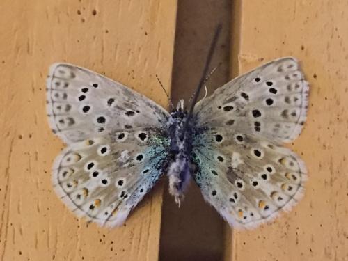 Polyommatus polonus