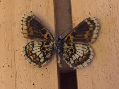 Melitaea athalia