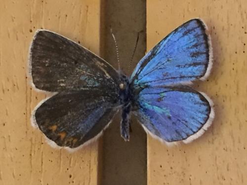 Réf. 212 351 : Polyommatus dorylas
