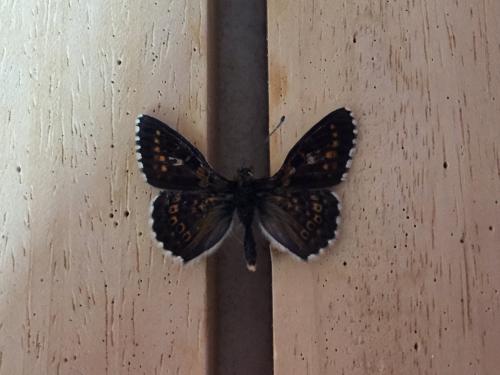 Réf. 212 459 : Melitaea cinxia