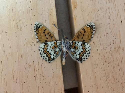 Melitaea cinxia