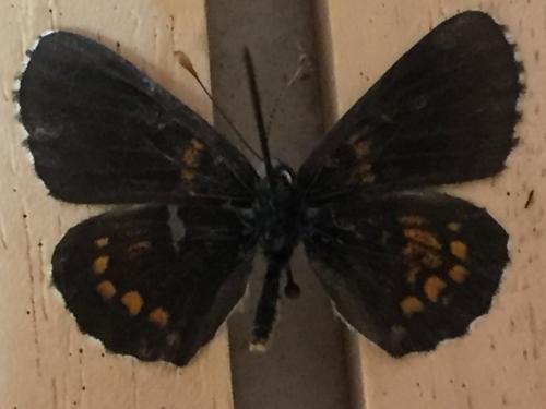 Melitaea athalia