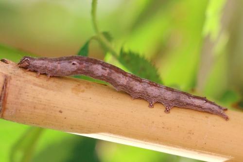 Réf. 212 479 : Dysgonia algira