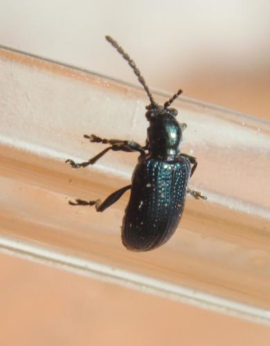 Oulema sp.