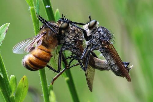 Eutolmus rufibarbis