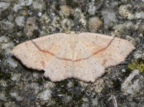 Réf. 212 746 : Cyclophora punctaria