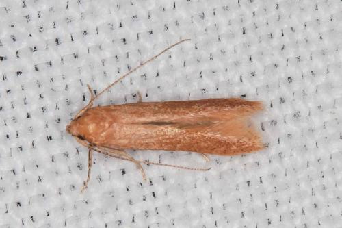 Haplochrois ochraceella