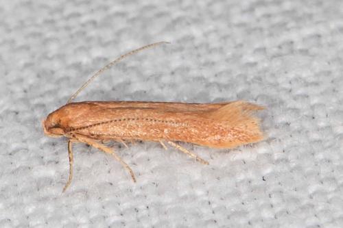 Réf. 212 741 : Haplochrois ochraceella
