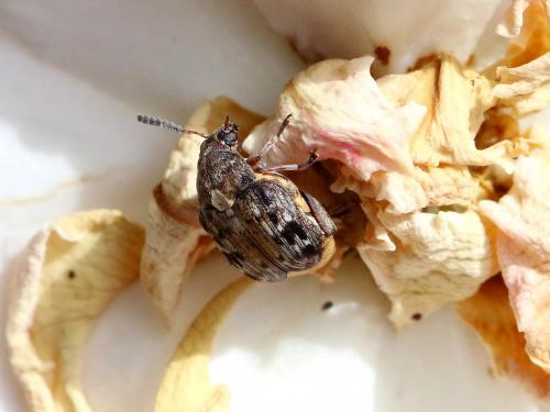 Réf. 212 170 : Megabruchidius dorsalis