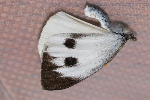 Réf. 212 610 : Pieris brassicae