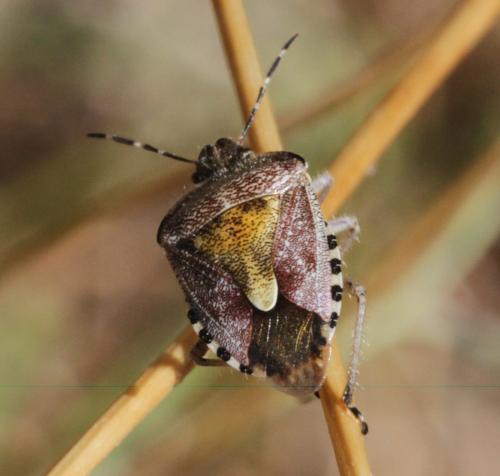 Réf. 212 333 : Dolycoris baccarum