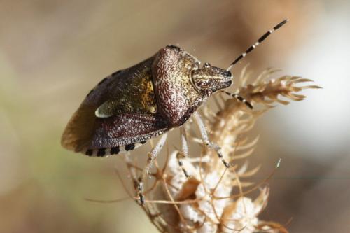 Dolycoris baccarum