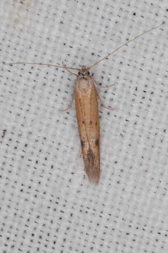 Réf. 212 864 : Epidola stigma