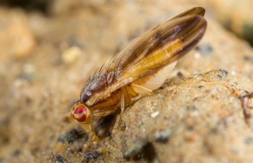 Réf. 212 035 : Peplomyza litura