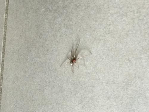 Steatoda grossa