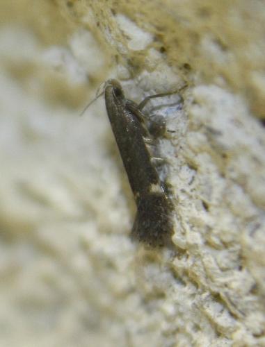 Réf. 212 287 : Gelechiinae inconnu