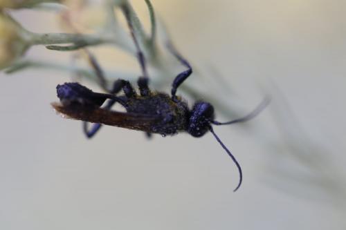 Chalybion sp.