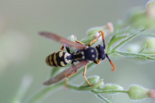 Polistes sp.