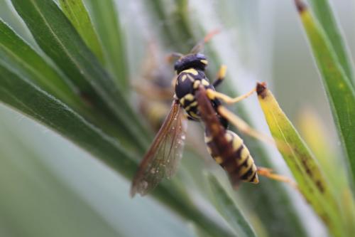 Polistes sp.