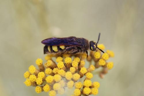 Réf. 212 815 : Colpa sexmaculata