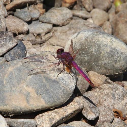Trithemis annulata
