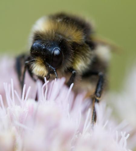 Bombus lapidarius