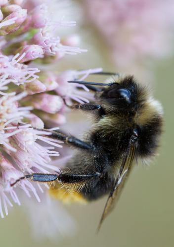 Bombus lapidarius