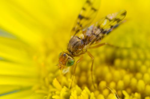 Myopites apicatus