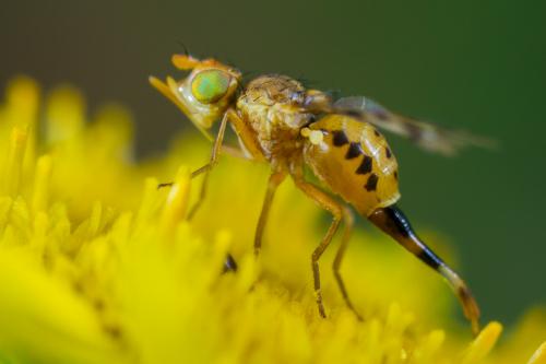 Myopites apicatus