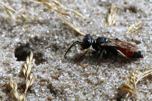 Dinetus pictus