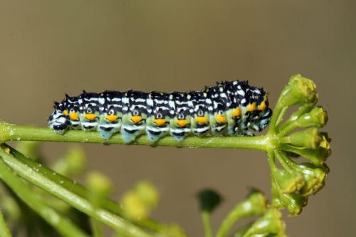Réf. 212 429 : Papilio hospiton