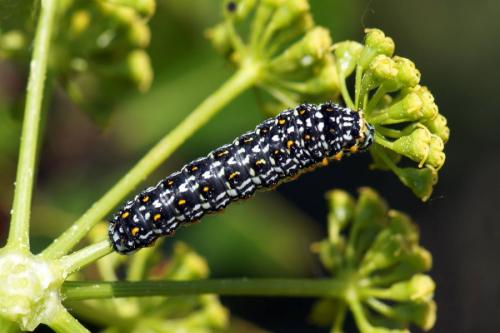 Réf. 212 428 : Papilio hospiton