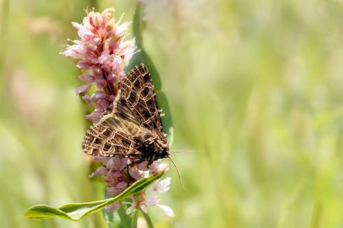 Sideridis reticulata