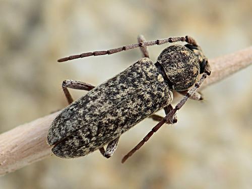 Trichoferus fasciculatus