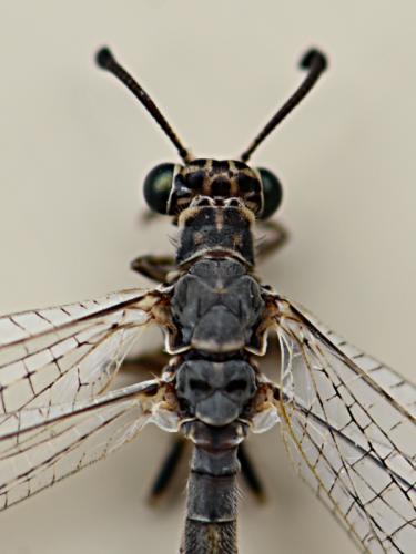 Myrmeleon inconspicuus