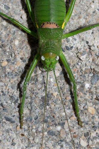 Réf. 212 583 : Uromenus rugosicollis