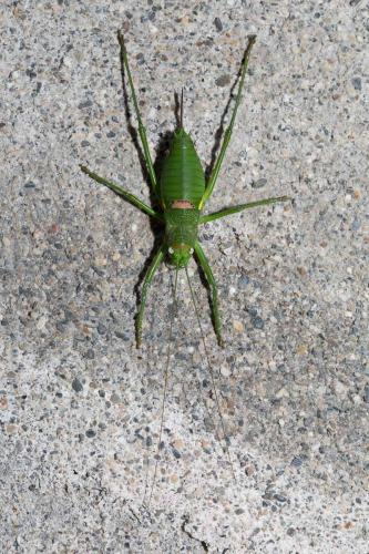Uromenus rugosicollis