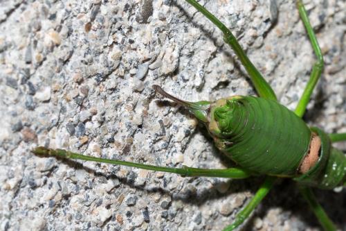 Uromenus rugosicollis