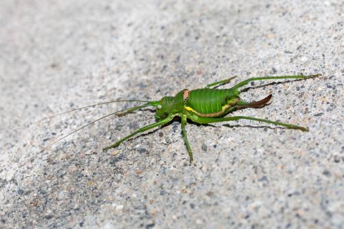 Uromenus rugosicollis