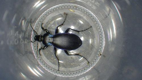 Carabus violaceus purpurascens