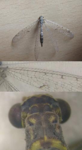 Neuroleon nemausiensis