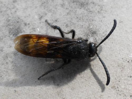 Scolia hirta