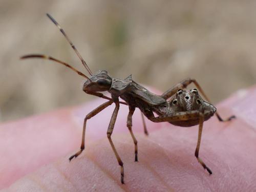 Camptopus lateralis