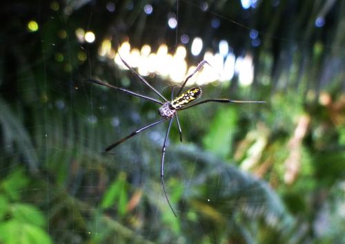 Nephila sp.