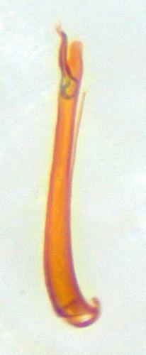 Enicocerus exsculptus