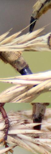 Machimus sp.