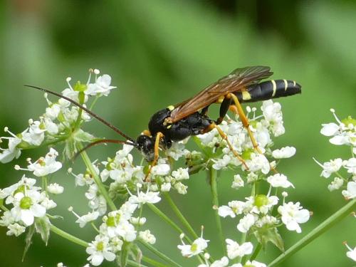 Diphyus mercatorius