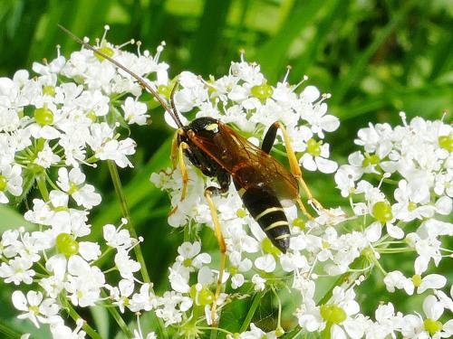 Diphyus mercatorius