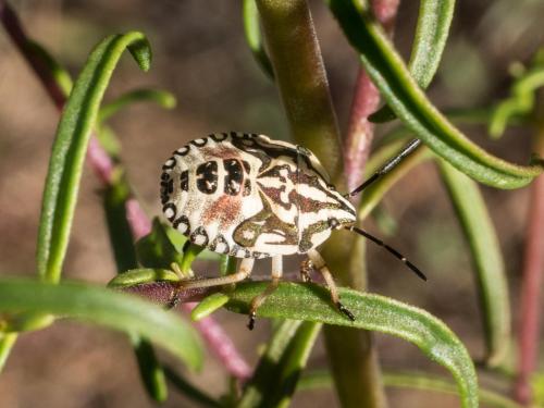 Réf. 212 055 : Carpocoris pudicus