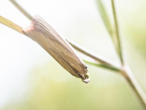 Oncocera semirubella